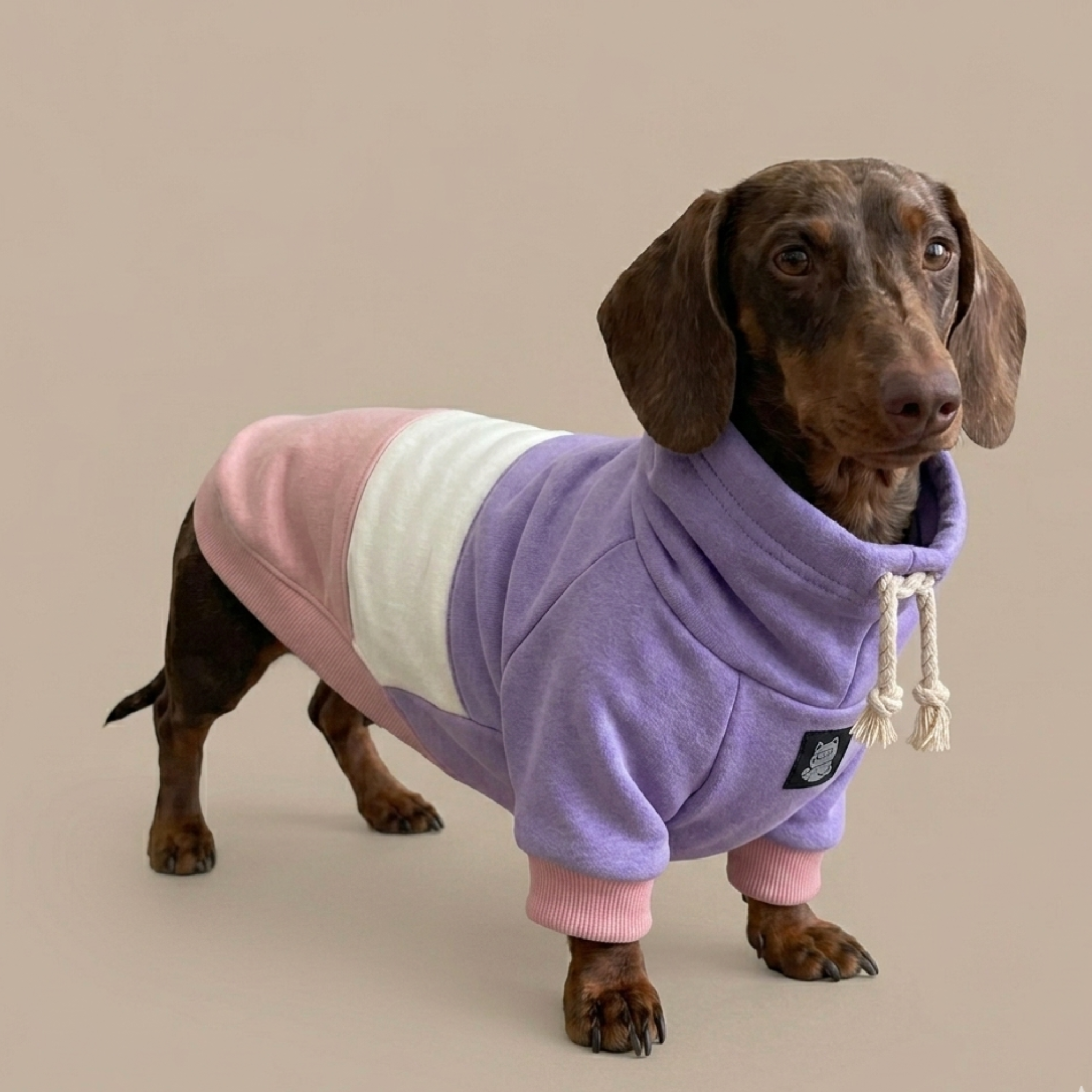 Lavender Blush Dachshund